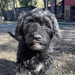 Missy - Black and white Portuguese Water Dog puppy in Salyer, California from Farallon PWDs