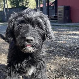 Missy - Black and white Portuguese Water Dog puppy in Salyer, California from Farallon PWDs
