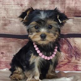 Lola - Blue and gold female Yorkshire Terrier puppy in Monticello, Iowa from Ashley’s Puppies