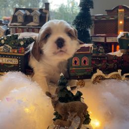 Cavapoo Puppies from Cavapoos of NorCal