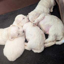 Bichon Frise Puppies from Jawoofski's Bichons