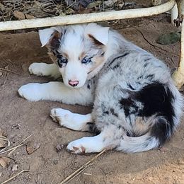 Border Collie Puppies from BC Dogs at the Rodgers