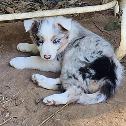 Border Collie Puppies from BC Dogs at the Rodgers