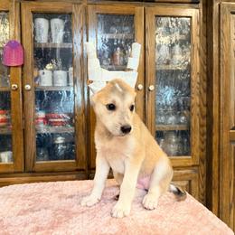 Bunny x Swagger 4 - Fawn female Xoloitzcuintli puppy in Hico, Texas from Amayla Kennels