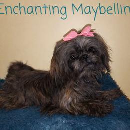 Maybelline - Shih Tzu