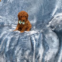 Prince toy Goldendoodle - Red  male Poodle puppy in Tennessee Colony, Texas from Poodle an Doodles 3:16