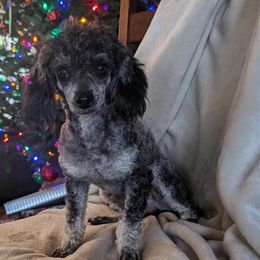 Toby - Poodle