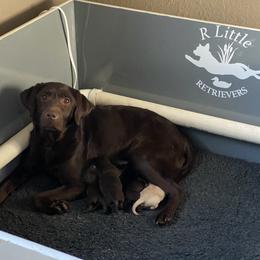 Labrador Retriever Puppies from R Little Retrievers