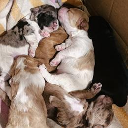 Cockapoo puppies from MoSa Ranch Cockapoos