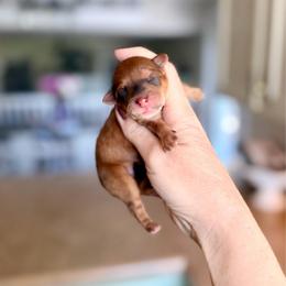 Jessi - Apricot female Maltipoo puppy in West Jordan, Utah from Gem Puppies of Utah