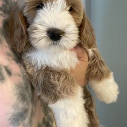 Australian Labradoodle and Goldendoodle Puppies from The Moon Doodles