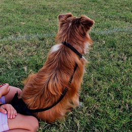 Australian Shepherds and Miniature Australian Shepherds from J&B Farms