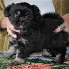 Tibetan Spaniel Puppies from Runningbrook