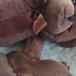 Shih Tzu Puppies from N.F.S.T Imperial ShihTzu Puppies.