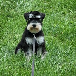 Miniature Schnauzer Puppies from A'Lord Miniature Schnauzer