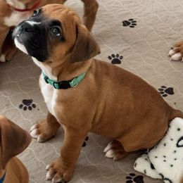 Mr Lt Blue - Fawn male Boxer puppy in Palm Coast, Florida from Starlight Boxer Corner