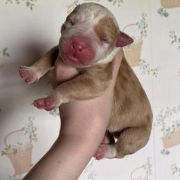Boy 3 - male Alapaha Blue Blood Bulldog puppy in Grafton, Ohio from Eclipse Alapaha Kennels