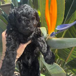 Pope - Silver male Poodle puppy in Lake Elsinore, California from Amber's Bichon Frise and Poodles