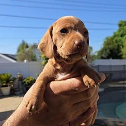Peanut - Red female Dachshund puppy in Upland, California from The Puppy Cottage