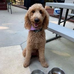 Poodles from Mar Mar’s Standard Poodles