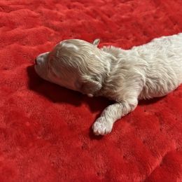 Poodle Puppies from Lixira Poodles