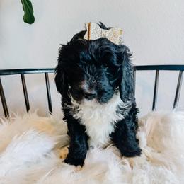 Janice - Black and white female Sheepadoodle puppy in Republic, Missouri from DOOD & Co