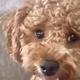 Aussiedoodles and Goldendoodles from Kay Kay’s Poodles & Doodles