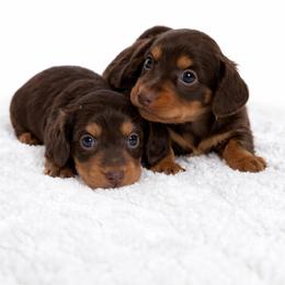 Jazmine - Chocolate and tan female Dachshund puppy in Homestead, Florida from Florida Mini Dachshunds