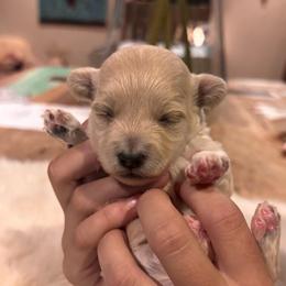 Ariel - Apricot female Maltipoo puppy in Jackson, California from Oodles & Doodles