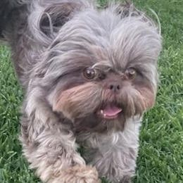 Shih Tzus from For the Love of Shih Tzus