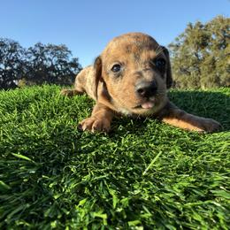 Red Dapple Girl - Dapple female Dachshund puppy in Apopka, Florida from The HotDog Stand