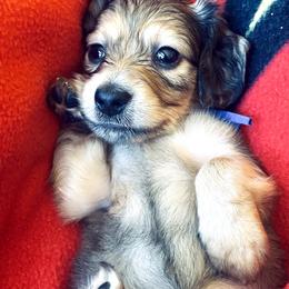 Dachshund Puppies from Northwest Dachshunds