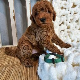 Goldendoodle and Poodle Puppies from County Line Kennel