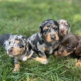 Dachshund Puppies from Weenie Bros