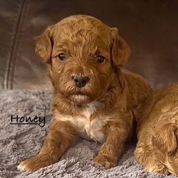 Honey - Red female Havapoo puppy in Lake Ann, Michigan from Riyem Wildflower Farms