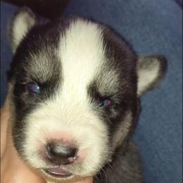 Nova - Sable and white female Siberian Husky puppy in Richland, Mississippi from Feazell’s Siberian Huskies