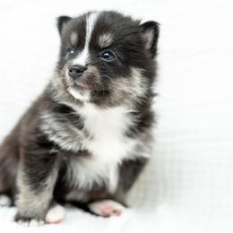 Pe Pe - Black and white male Pomsky puppy in Spring City, Pennsylvania from Pomsky Power Puppies
