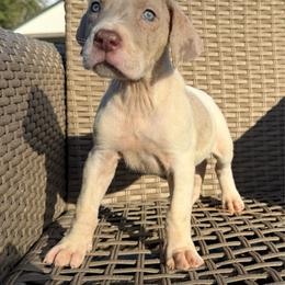 Daenerys - Harlequin female Great Dane puppy in Florida from Beachside Kennels