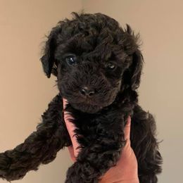 Poodles from Davisfurbabies