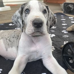 Junior - Mantle merle Great Dane puppy in Miamisburg, Ohio from Myshire Danes