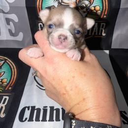 Albert - Blue fawn male Chihuahua puppy in Palmyra, Indiana from Country Star Chihuahuas