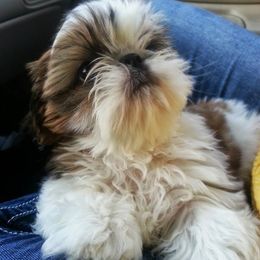 Mastiffs and Shih Tzus from AKA Shih Tzu