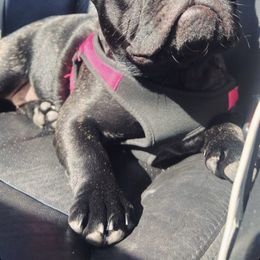 French Bulldog All Grown Up from Susan's Pups
