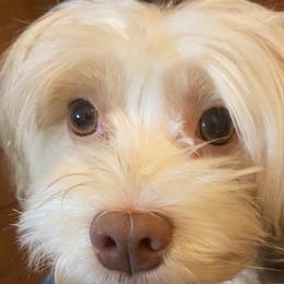Cassie - Havanese