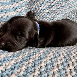 Marshall - Black male Dachshund puppy in Cottage Grove, Oregon from Freckled Roots Farm Dachshunds