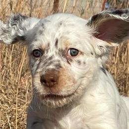Llewellin Setter Puppies from Hickory Hollow Llewellin Setters, LLC