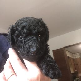 Two white - Black female Poodle puppy in Fleischmanns, New York from Kava Poodles