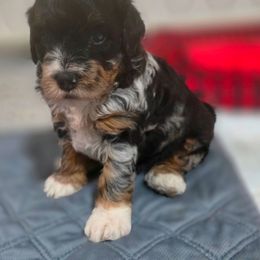 Cookie - Merle female Bernedoodle puppy in Massanutten, Virginia from Doting Doodles