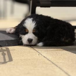 Aussiedoodle, Australian Mountain Doodle, Bernedoodle, and Bernese Mountain Dog Puppies from Berns & Doodles