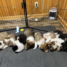 Collie Puppies from Jolly Collies